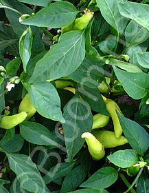 Capsicum annuum 'Hungarian Hot Wax'